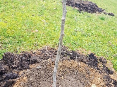 Stajnjak oko voća, mumije i zaražena stabla Stajnjak oko voća, mumije i zaražena stabla