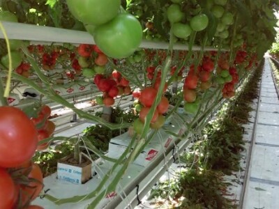 Počela berba rajčica u stakleniku Mitrovac na Belju