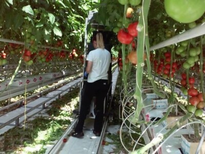 Počela berba rajčica u stakleniku Mitrovac na Belju