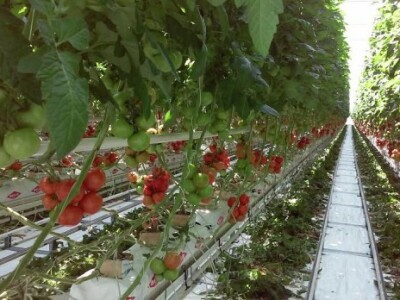 Počela berba rajčica u stakleniku Mitrovac na Belju