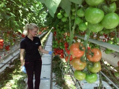 Počela berba rajčica u stakleniku Mitrovac na Belju