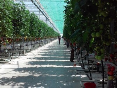 Počela berba rajčica u stakleniku Mitrovac na Belju