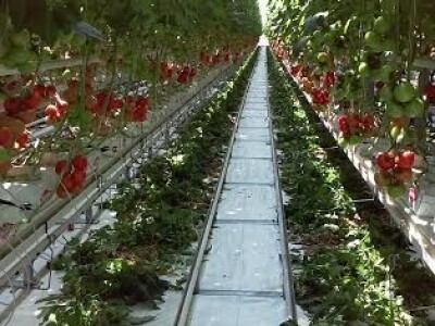 Počela berba rajčica u stakleniku Mitrovac na Belju