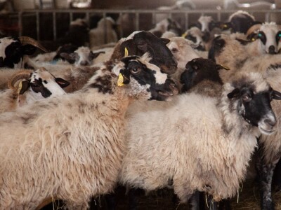 Farma ovaca u selu Nunić