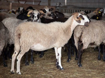 Farma ovaca u selu Nunić