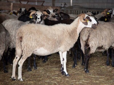 Farma ovaca u selu Nunić