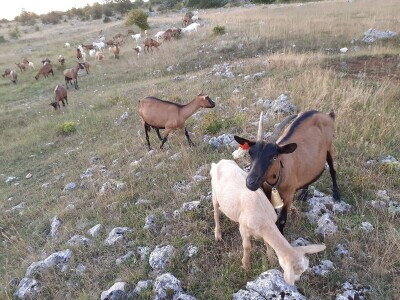 Stancija Kumparička