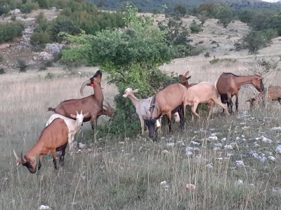 Stancija Kumparička