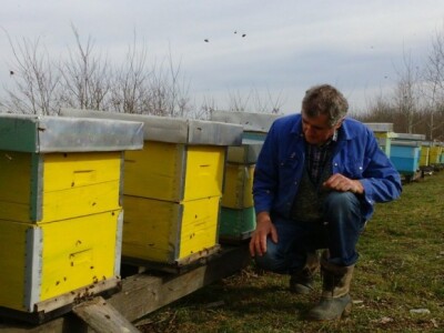 Čim zatopli, pčele živnu