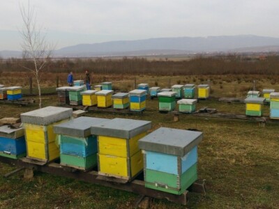 Obilazak pčelinjaka