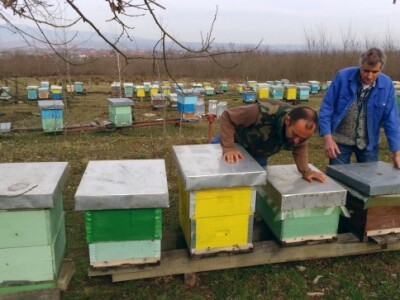 Pčele izlaze na proljetnu pašu