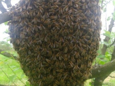 Ove godine puno rojeva