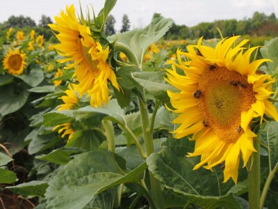 Pčele vole suncokret
