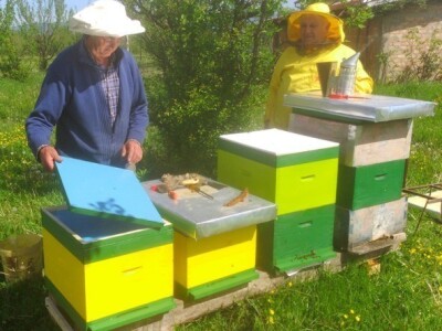 Puno posla sa pčelama