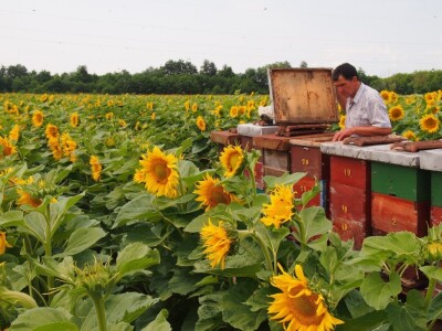Stanic je selio na suncokret