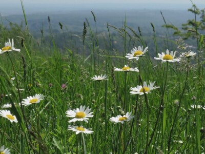 Promatranje ptica Promatranje ptica