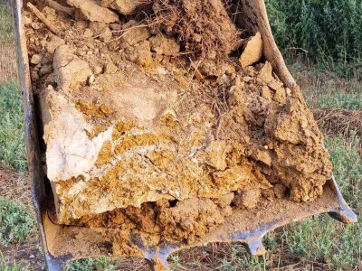 Stanje kukuruza u Prnjavoru