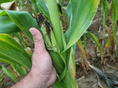 Stanje kukuruza u Prnjavoru