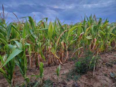 Stanje kukuruza u Prnjavoru