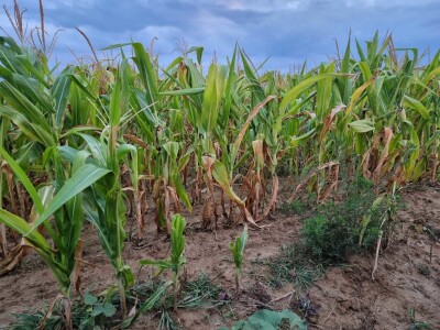 Stanje kukuruza u Prnjavoru