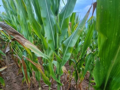 Stanje kukuruza u Prnjavoru