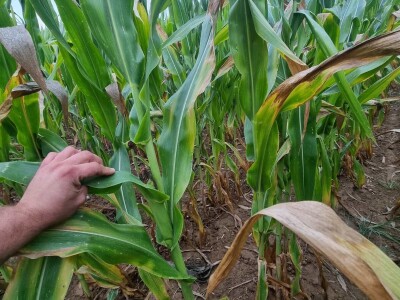 Stanje kukuruza u Prnjavoru