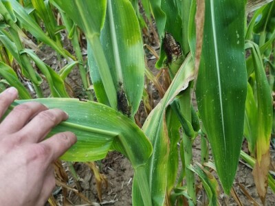 Stanje kukuruza u Prnjavoru