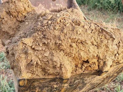 Stanje kukuruza u Prnjavoru