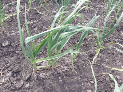 Stanje prolećnih kultura nakon setve