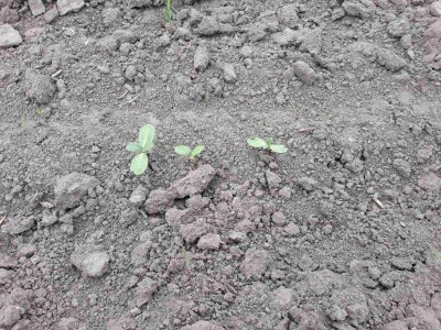 Stanje prolećnih kultura nakon setve