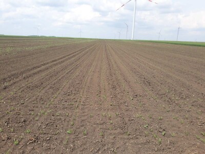 Stanje prolećnih kultura nakon setve