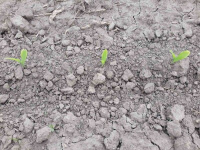 Stanje prolećnih kultura nakon setve