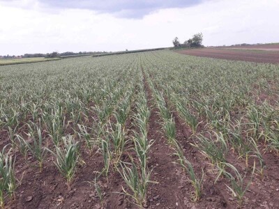 Stanje prolećnih kultura nakon setve