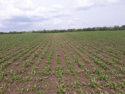 Stanje prolećnih kultura nakon setve