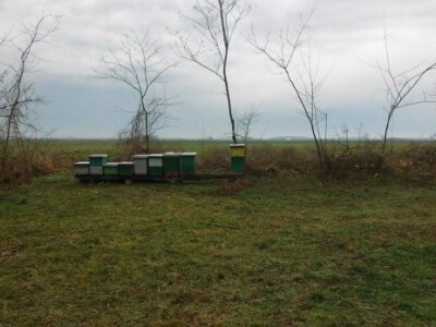 Pčelinjak nakon sječe