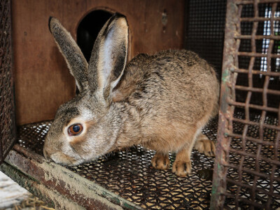 farma divljih zečeva5 farma divljih zečeva5