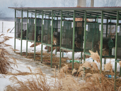 farma divljih zečeva7 farma divljih zečeva7