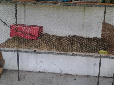 farma divljih zečeva farma divljih zečeva