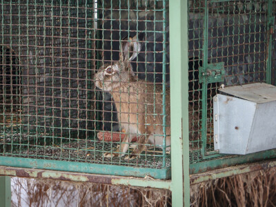 farma divljih zečeva4 farma divljih zečeva4