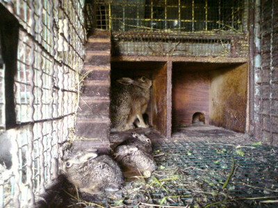 farma divljih zečeva3 farma divljih zečeva3