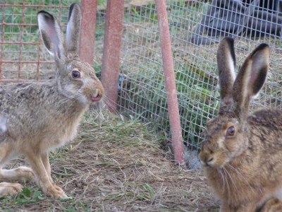 farma divljih zečeva1 farma divljih zečeva1