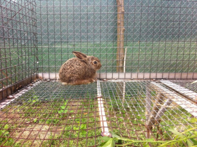 farma divljih zečeva6 farma divljih zečeva6