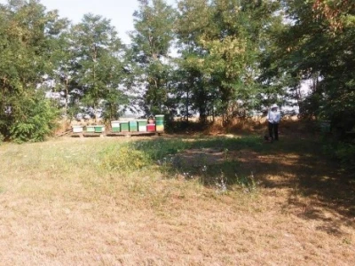 Ovako je pčelinjak izgledao ljetos