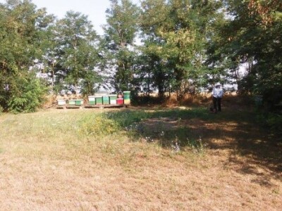 Ovako je pčelinjak izgledao ljetos