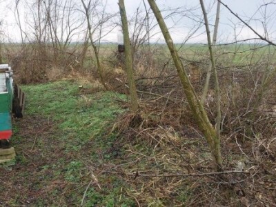 Pčelinjak nakon sječe