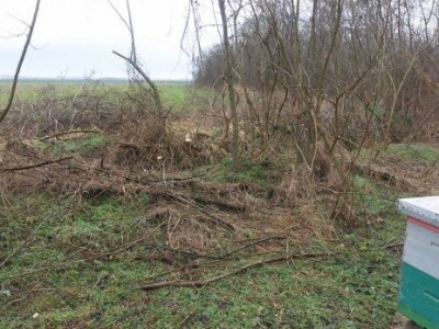 Pčelinjak nakon sječe