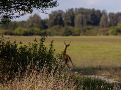 Stanovnici Zlatne grede i kopackog rita