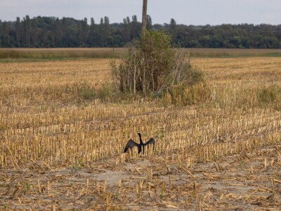 Stanovnici Zlatne grede i kopackog rita