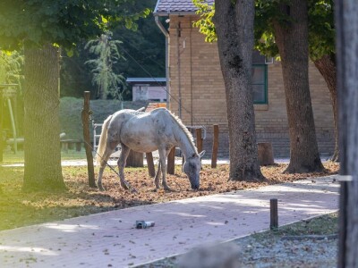 Stanovnici Zlatne grede i kopackog rita