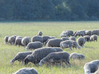 Stanovnici Zlatne grede i kopackog rita